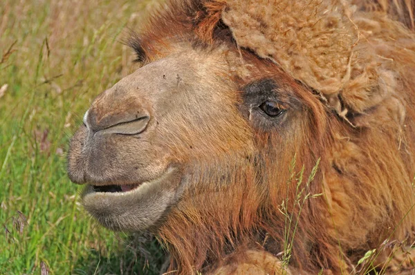 Arabskie Zwierzę Wielbłąda Ssak — Zdjęcie stockowe
