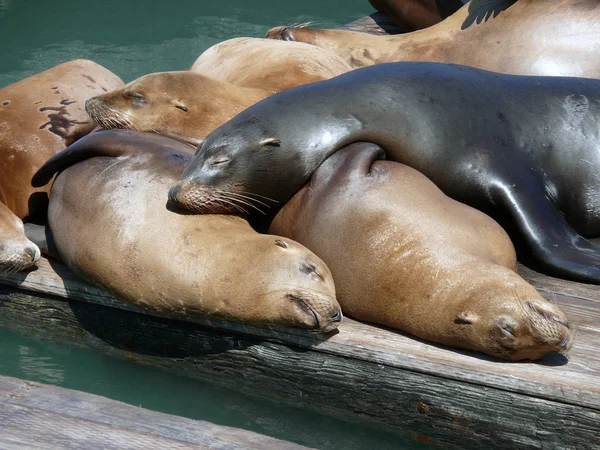 Leone Marino Animale Marino — Foto Stock