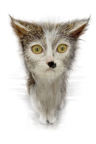 ตลกเล แมวป — ภาพถ่ายสต็อก