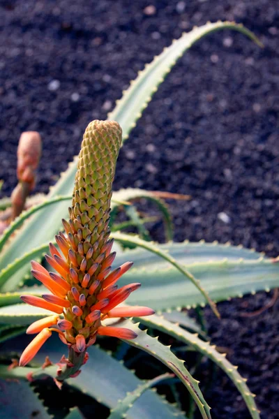 Tropical Plant Aloe Vera — Stock Photo, Image