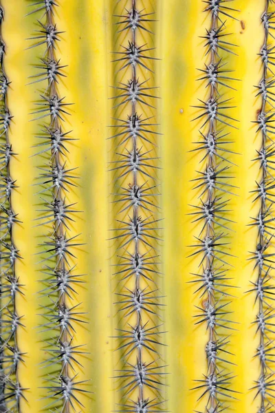 Φυτό Κάκτος Βοτανικό Φυτό Αγκάθια — Φωτογραφία Αρχείου