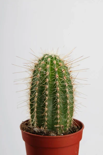 Planta Cactus Planta Botánica Con Espinas —  Fotos de Stock