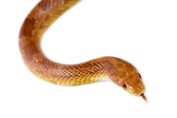 Cobra Animal Réptil Carnívoro — Fotografia de Stock