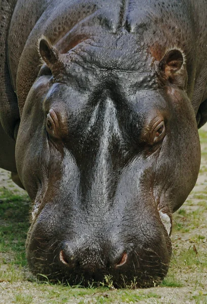 Großaufnahme Von Tier Zoo — Stockfoto