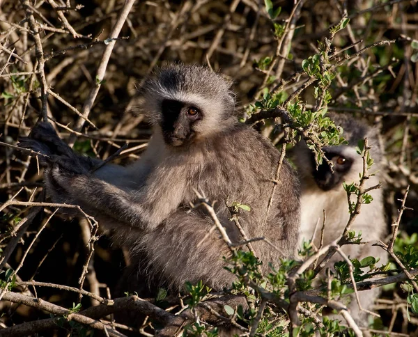 Macaco Animal Primata Vida Selvagem — Fotografia de Stock