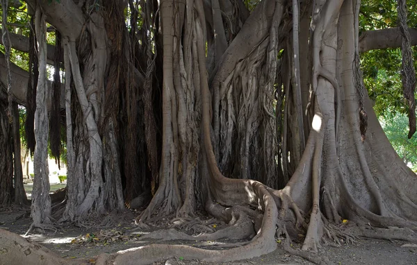 Uma Árvore Goma Muito Antiga — Fotografia de Stock