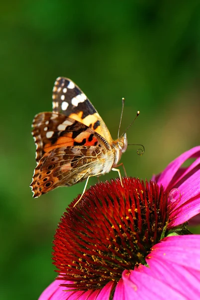 Closeup View Exotic Beautiful Falter — Stock Photo, Image