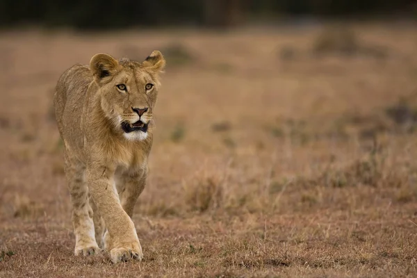 Leeuwenjager Wilde Vleesetende Kat — Stockfoto