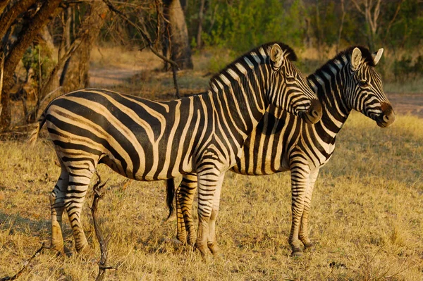 Zebra Parque Nacional Kruger — Fotografia de Stock