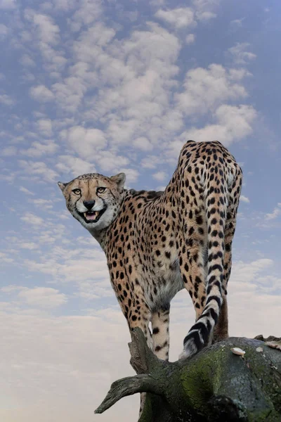 Leopardo Animal Predador Gato Grande — Fotografia de Stock