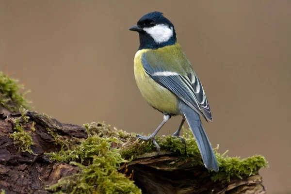 Malerische Ansicht Der Schönen Meise Vogel — Stockfoto