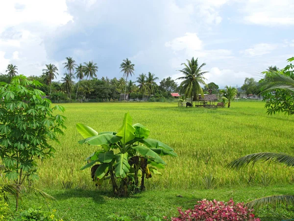 Bela Vista Paisagem Natureza — Fotografia de Stock