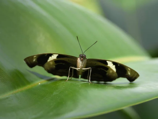 Nahaufnahme Von Schönen Bunten Schmetterling — Stockfoto