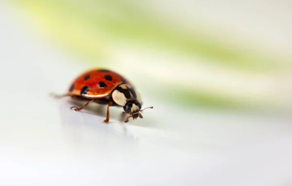 Close Bekijken Van Schattig Lieveheersbeestje — Stockfoto