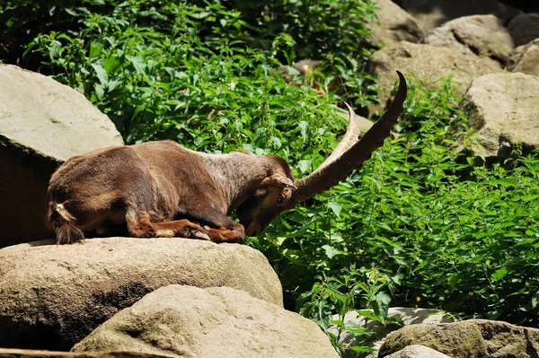 Capricornio Animal Salvaje Cabra Con Cuernos —  Fotos de Stock