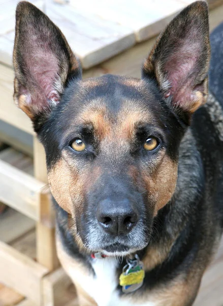 German Shepherd Dog Animal Pet — Stock Photo, Image
