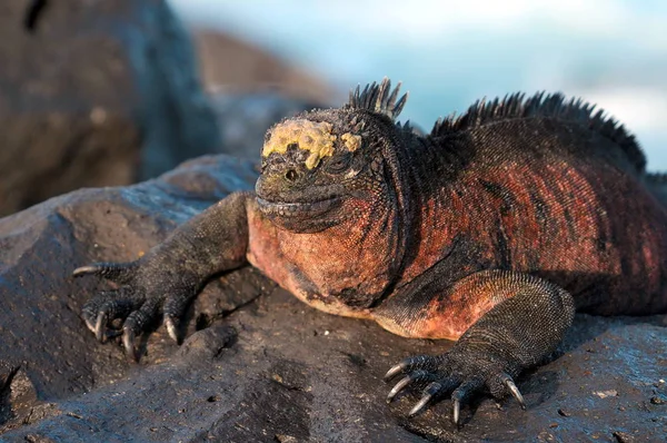 Kertenkele Hayvan Iguana Sürüngeni — Stok fotoğraf