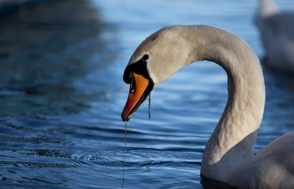 秋の小さな湖の白鳥 — ストック写真