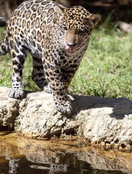 Охотник Ягуаров Большая Кошка Дикое Животное — стоковое фото