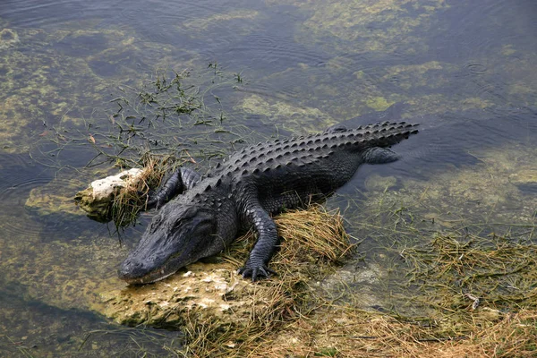 Krokodillen Het Wild Gevaarlijk Reptielenroofdier — Stockfoto