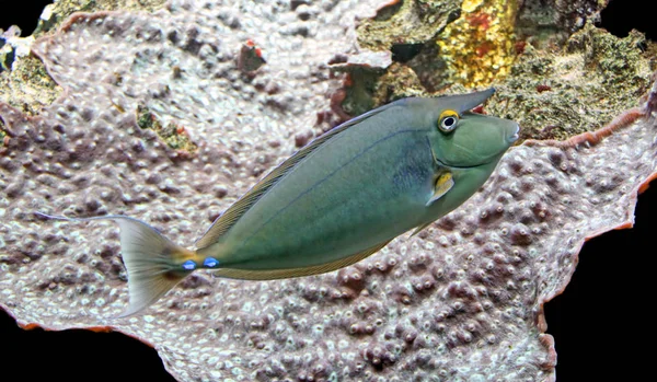 Peixe Nasédico Lâmina Azul — Fotografia de Stock