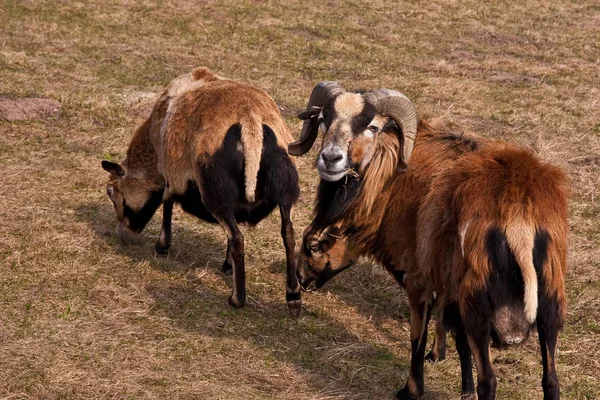 牧場の家畜 — ストック写真