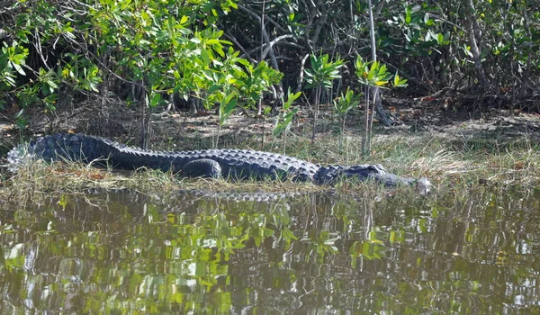 Krokodillen Het Wild Gevaarlijk Reptielenroofdier — Stockfoto