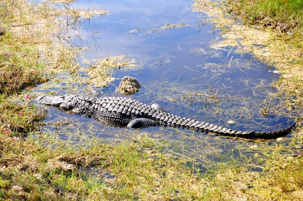 Krokodillen Het Wild Gevaarlijk Reptielenroofdier — Stockfoto