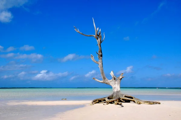 Ein Einzelner Baum Steht Auf Harbour Island Bahamas — Stockfoto