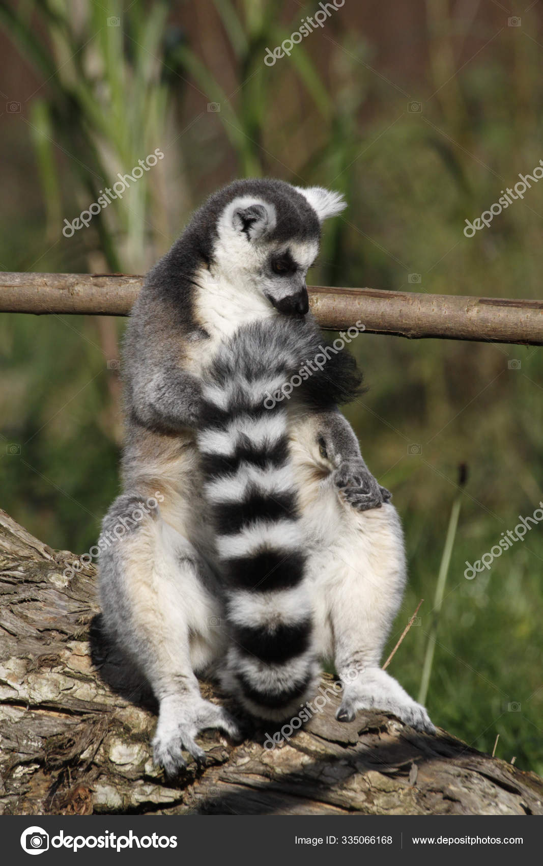 Lémur Cola Anillada Animales Flora Fauna — Foto de stock