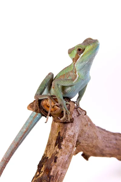 Lagarto Iguana Reptil — Foto de Stock