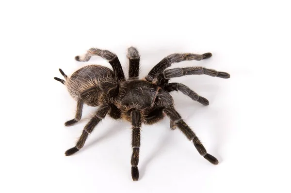 Tarantula Eng Gevaar Insecten — Stockfoto