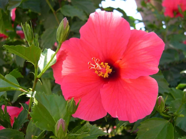 Landschap Van Mooie Kleurrijke Hibiscus Bloem — Stockfoto