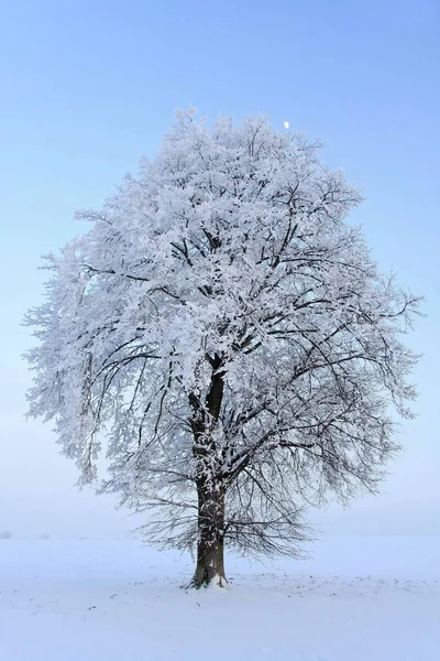 Linde Und Mond Winter — Stockfoto