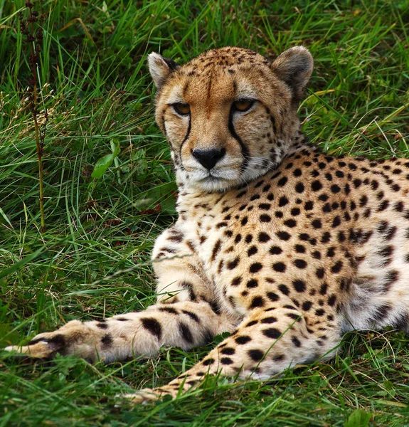 Africký Tečkovaný Gepard Dravec Velká Kočka — Stock fotografie