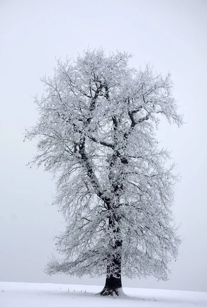 Belle Vue Sur Paysage Hivernal — Photo