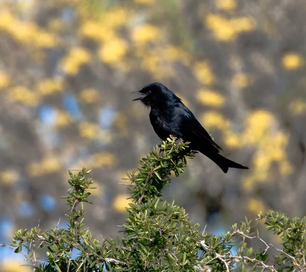 Vista Panorâmica Belo Pássaro Flycatcher — Fotografia de Stock