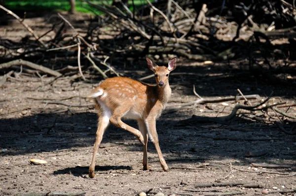 Scena Della Fauna Selvatica Bella Natura — Foto Stock