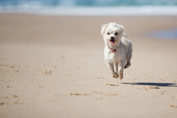 Small cute dog jumping on a sandy beach