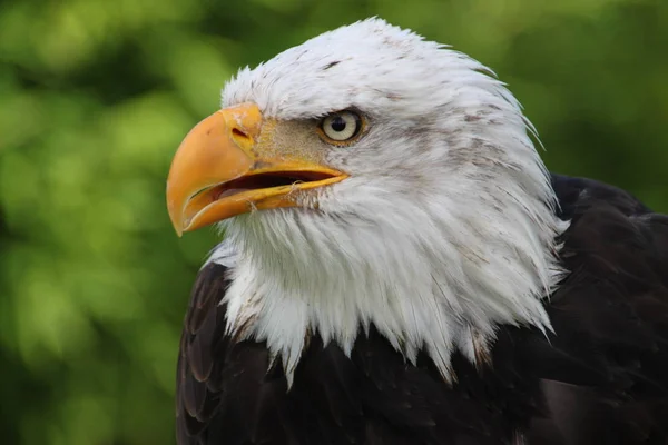 Picturesque Bird Theme Shot — Stock Photo, Image