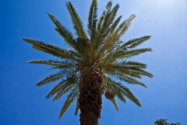 Palma Błękitnym Niebem — Zdjęcie stockowe