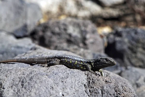 Perto Lagarto Habitat Conceito Selvageria — Fotografia de Stock