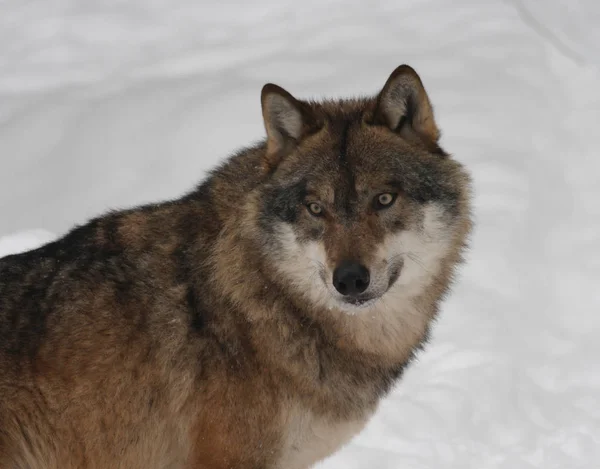 자연계의 늑대의 — 스톡 사진