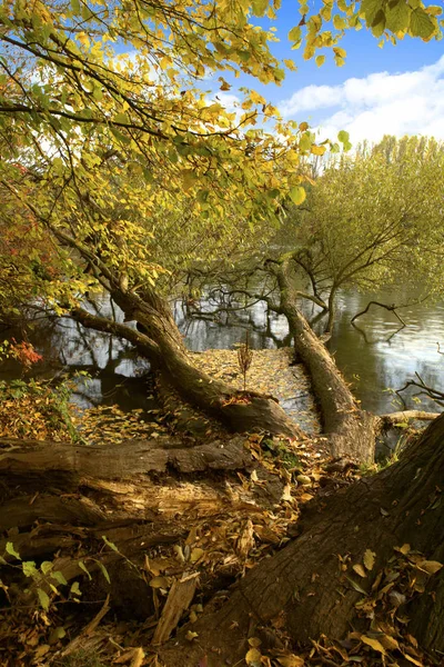 Zepsute Drzewo Nad Jeziorem — Zdjęcie stockowe