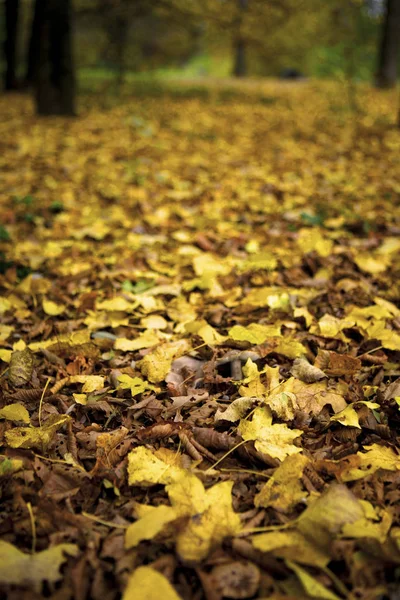 Foglie Autunnali Fogliame Stagione Autunnale — Foto Stock