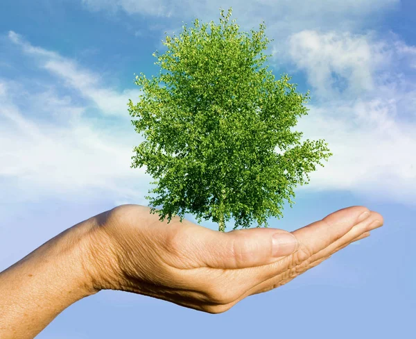 Mão Segurando Uma Árvore Verde Nas Mãos — Fotografia de Stock