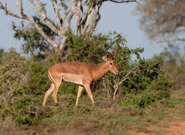 Impala Maschi Nel Parco Nazionale Addo — Foto Stock