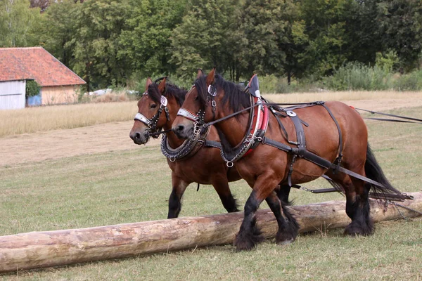 木製の背部に2頭のアルデンヌの馬 — ストック写真