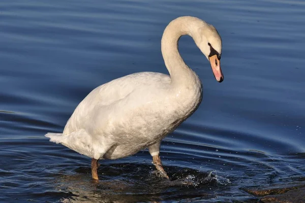 Aussichtsreiche Aussicht Auf Schöne Vögel Der Natur — Stockfoto