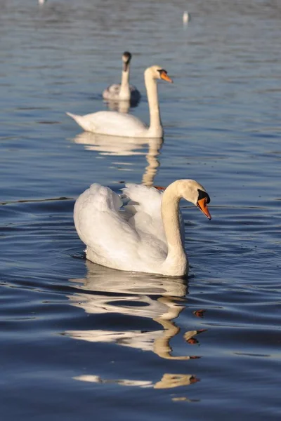 Vista Panorámica Los Cisnes Majestuosos Naturaleza — Foto de Stock